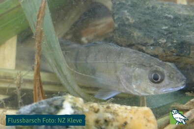 Flussbarsch (Bildquelle: NZ Kleve)