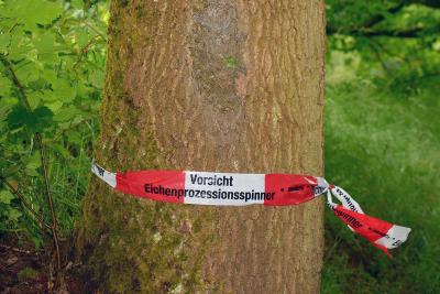 Eichenprozessionsspinner (Foto: Simon Mannweiler Wikimedia Commons)