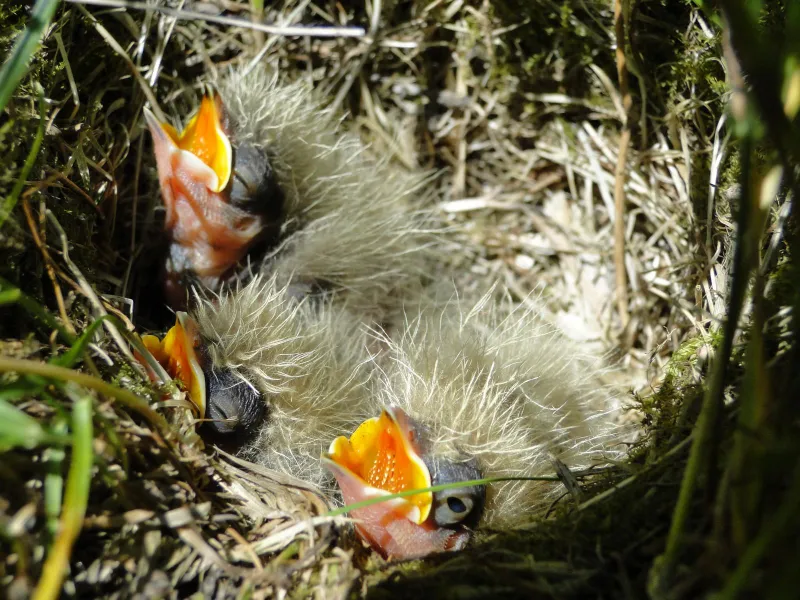 Das Nest einer Feldlerche